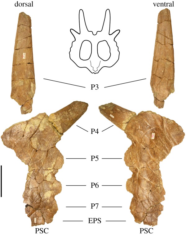 Left lateral parietal bar of Stellasaurus ancellae holotype MOR 492 in dorsal and ventral views. EPS, epiparietosquamosal; PSC, parietosquamosal contact. Scale bar 10 cm. Parietal line drawing modified from Evans & Ryan [ 22 ], Public Library of Science (PLoS), used under Creative Commons Attribution 4.0.