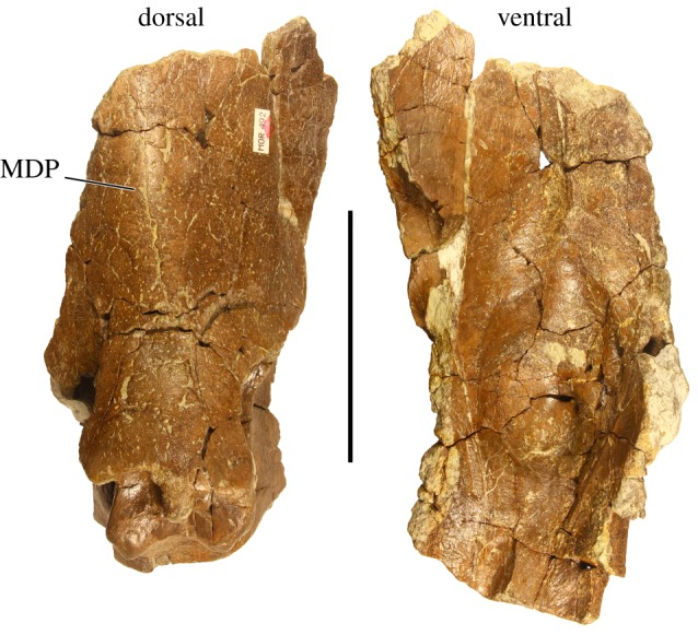 Anterior midline parietal bar of Stellasaurus ancellae holotype MOR 492 in dorsal and ventral views. MDP, midline dorsal prominence. Scale bar 10 cm.