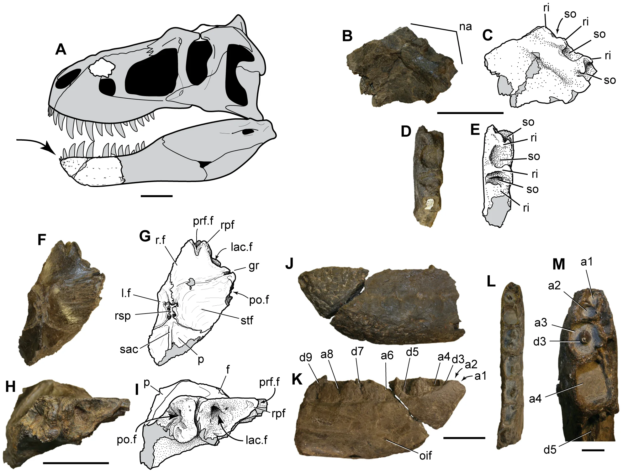 Figure 3. Nanuqsaurus hoglundi , holotype, DMNH 21461. A