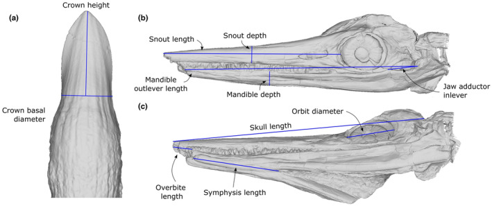Linear skull and tooth measurements used in analyses. (a) Temnodontosaurus platyodon IRSNB R122, 3D model in orthographic view. (b) T. platyodon NHMUK PV R1158, 3D model of cast at LYMPH. Snapshot in orthographic, left lateral view. (c) T. platyodon NHMUK PV R1158, 3D model of cast at LYMPH. Snapshot in orthographic, left ventrolateral view.