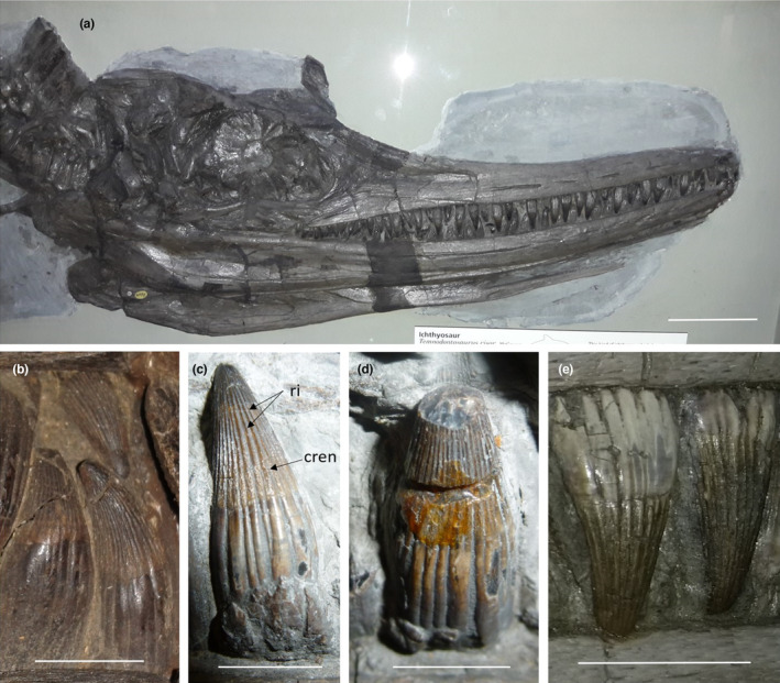Teeth belonging to morphotype A. (a) ‘Temnodontosaurus risor’ holotype (NHMUK PV OR42971; skull and mandibles in right lateral view), scale bar = 10 cm. (b) ‘T. risor’ (OUMNH J29171), mid‐row tooth from the lower jaw, scale bar = 10 mm. (c, d) ‘T. risor’ (CAMSM J68446), mid‐row teeth from the lower jaw, scale bar = 10 mm. (e) Protoichthyosaurus applebyi (NHMUK PV R1164), mid‐row teeth from the upper jaw, scale bar = 10 mm. ri = ridges, cren = serration‐like crenulations.