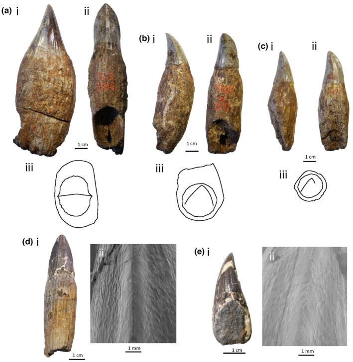 Tooth variation and serrated carinae in Temnodontosaurus teeth belonging to morphotype B. (a–c) T. platyodon (IRSNB R122), selected teeth showing the change from distal (a) to mesial (c) teeth, in mesial view (i), lingual view (ii), and outlines drawn in dorsal view (iii). (d,e) T. platyodon (IRSNB R123), photographs of selected teeth (i), and SEM images of the carinal ridges (ii).