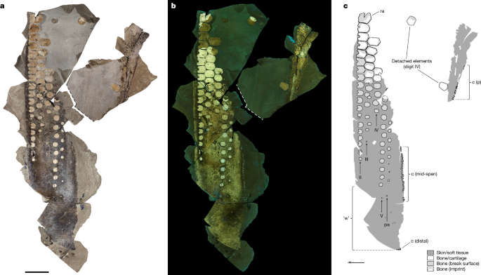 Fig. 1: Front flipper of Temnodontosaurus trigonodon with soft tissues.