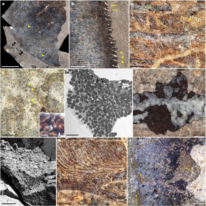 Fig. 2: Structure of soft tissues of Temnodontosaurus specimen SSN8DOR11.