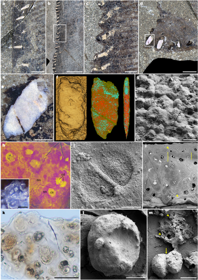 Fig. 3: Cartilaginous integumentary deposits.