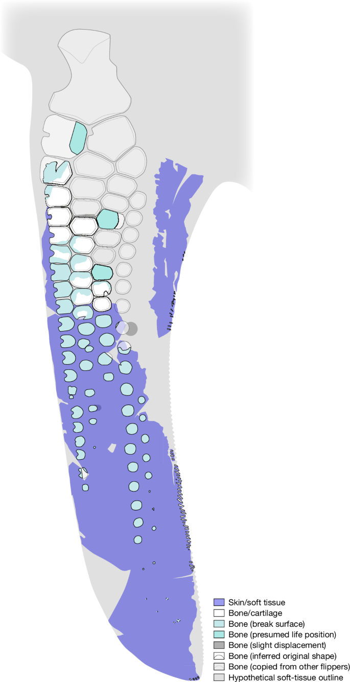 Fig. 4: Skeletal reconstruction and hypothetical soft-tissue outline of SSN8DOR11.