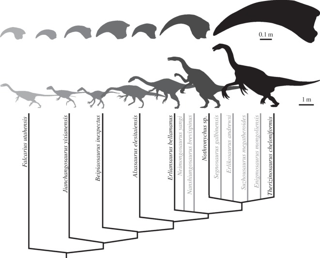 Manual unguals of Therizinosauria shown in lateral outline illustrating the large morphological variability across the group. Phylogeny based on the study of Zanno [ 4 ].