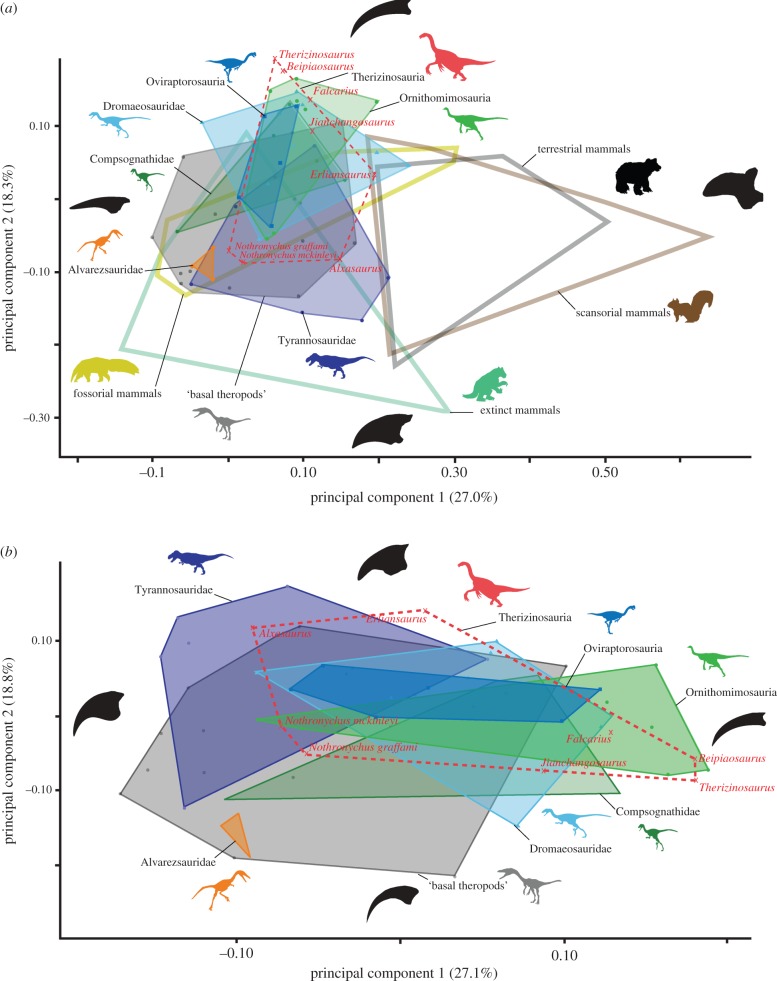 Two-dimensional morphospace plots of manual ungual shape based on first two principal component axes for the ( a ) combined theropod/mammal dataset and for ( b ) theropods only. (Online version in colour.)
