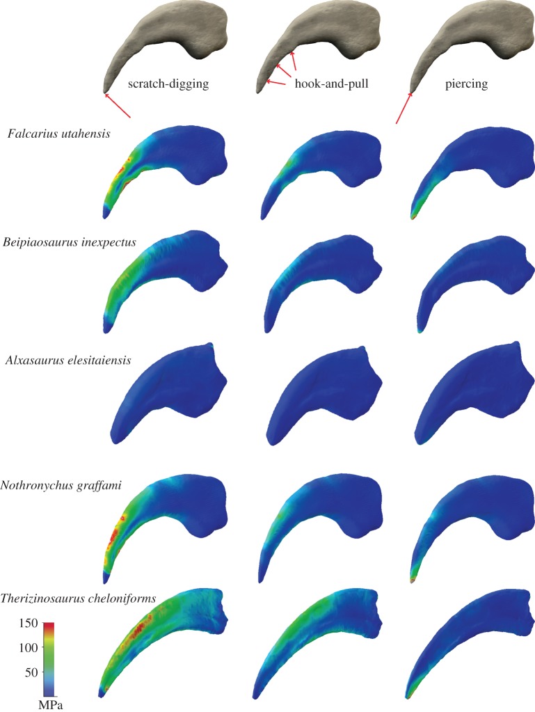 Comparison of Von Mises stress distribution in different therizinosaurian taxa subjected to different functional scenarios. Unguals scaled to same surface area. Contour plots scaled to 150 MPa peak stress. Arrows symbolize applied forces. (Online version in colour.)