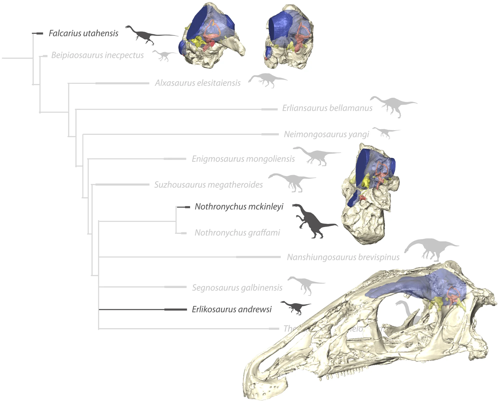 Figure 1. In-situ endocranial elements of the described therizinosaurian taxa displayed in their phylogenetic context.