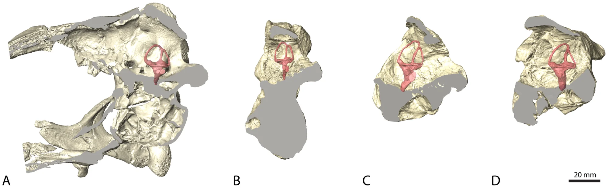 Figure 2. Sagittal sections through the individual braincases.