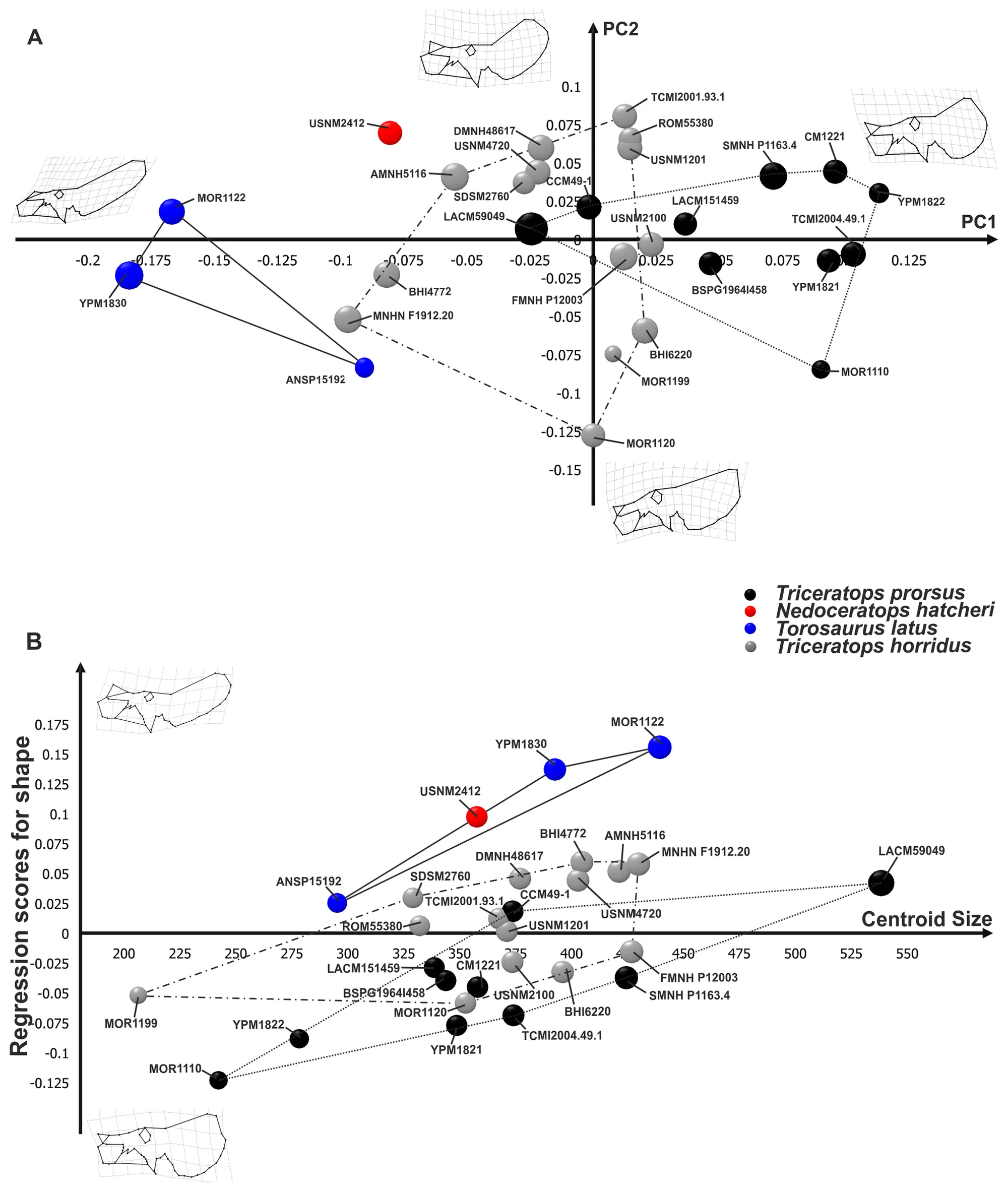 Figure 3. Principal Component Analysis and linear regression between shape and size performed on skulls.