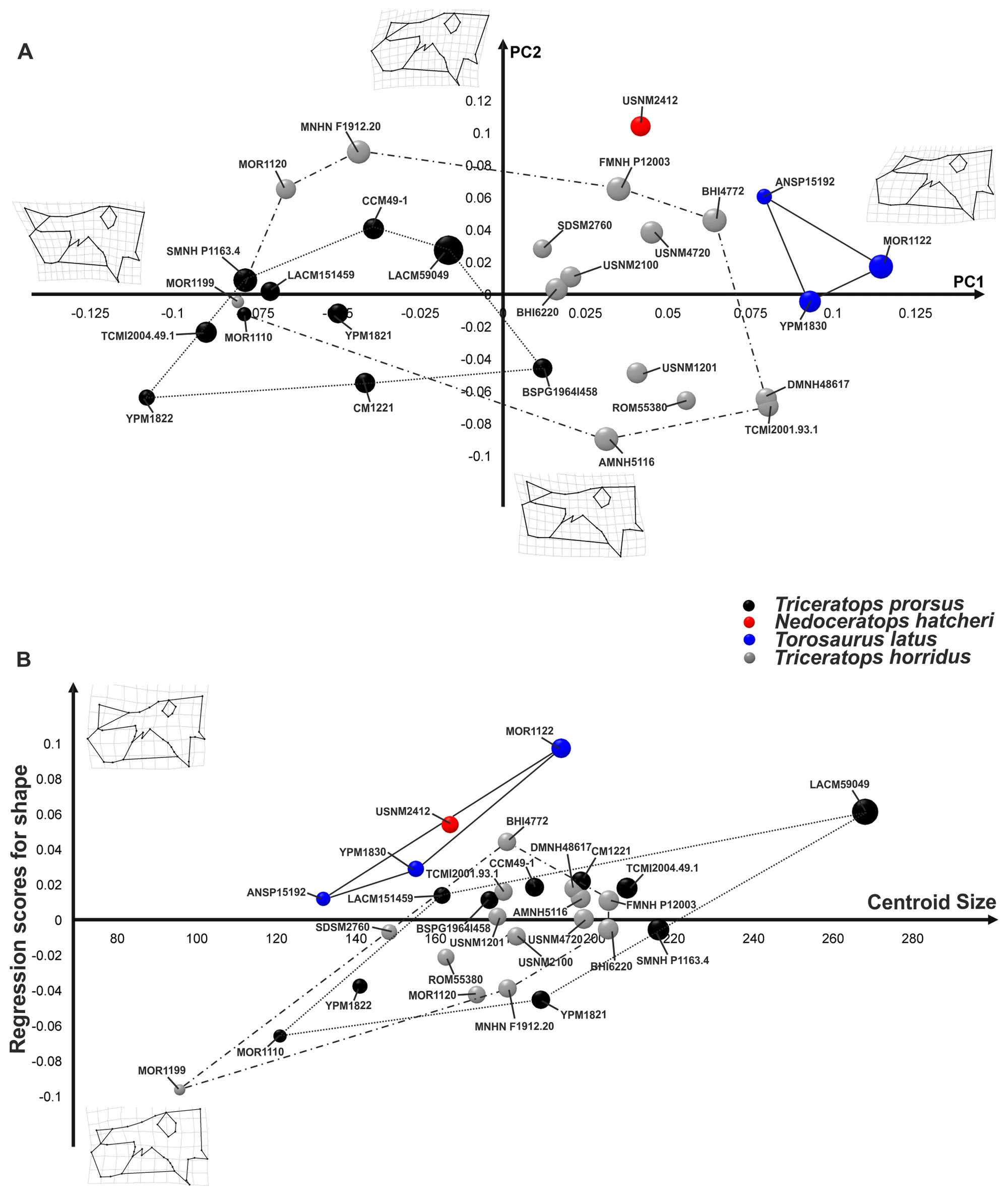 Figure 4. Principal Component Analysis and linear regression between shape and size performed on skulls without frill.