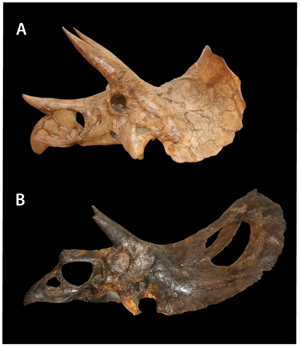 Figure 1. Torosaurus and Triceratops compared.