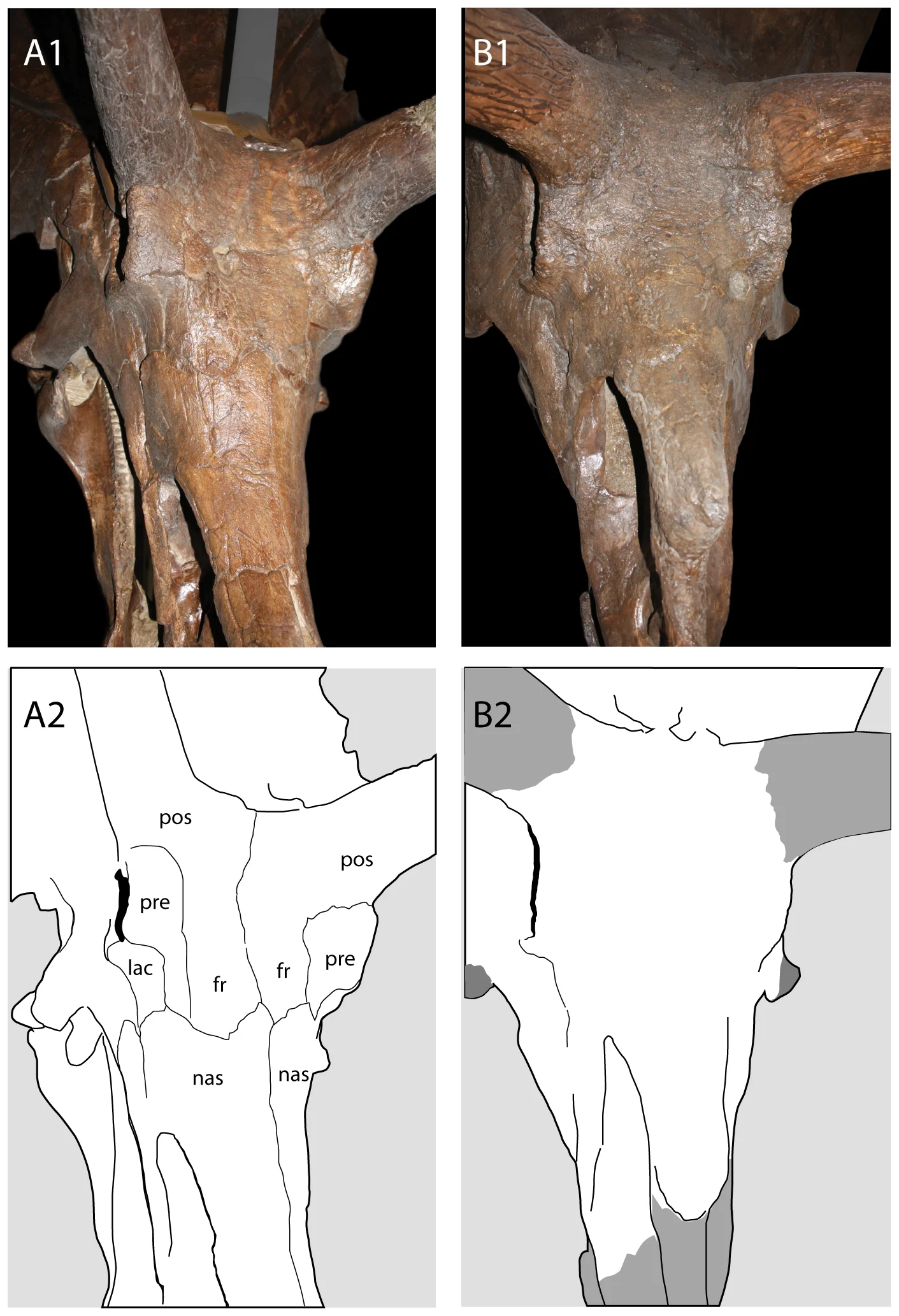Figure 3. Fusion of the skull roof in Chasmosaurinae.