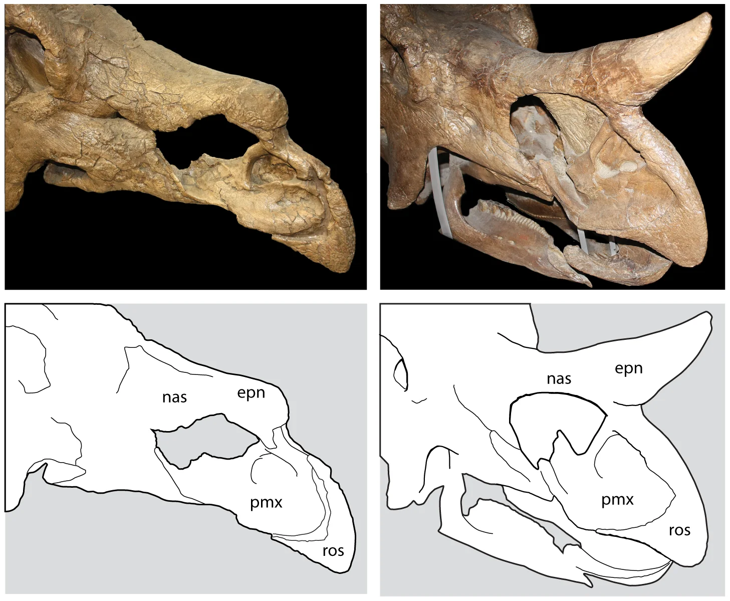 Figure 4. Fusion of the rostrum in Chasmosaurinae.