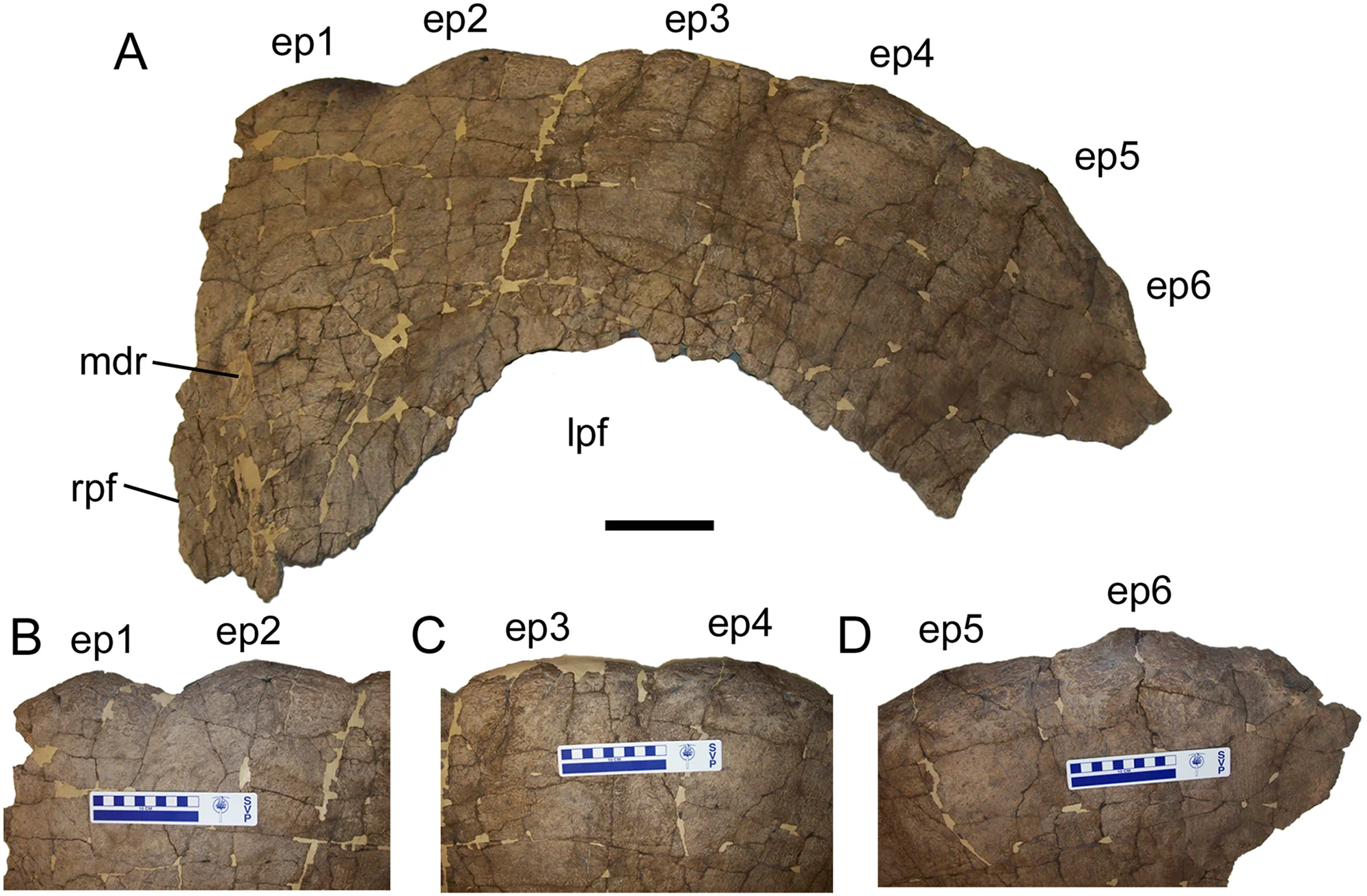 Fig 1. Parietal of Torosaurus latus .