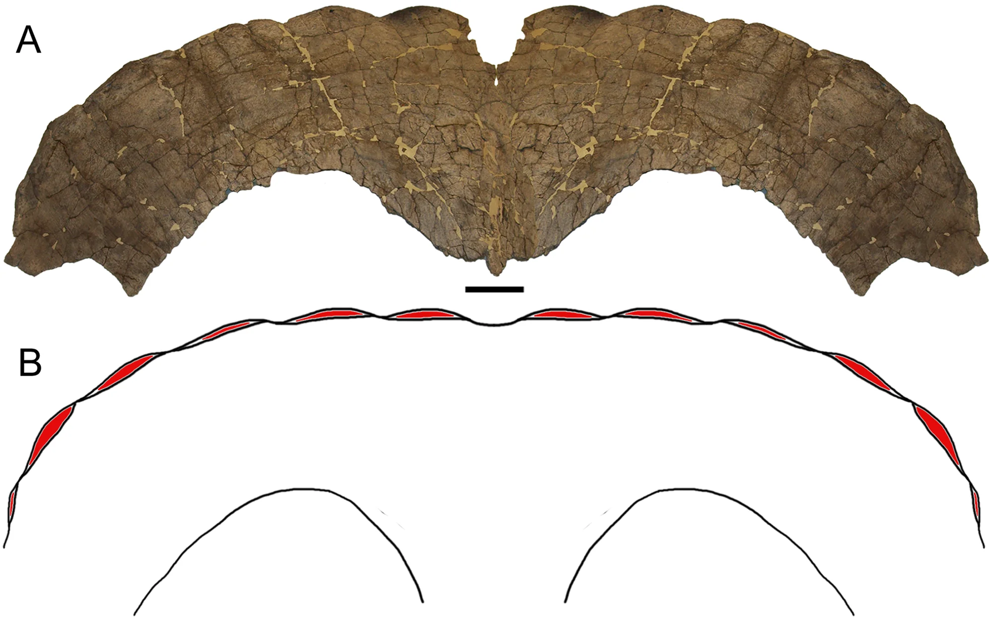 Fig 2. Parietal of Torosaurus latus .