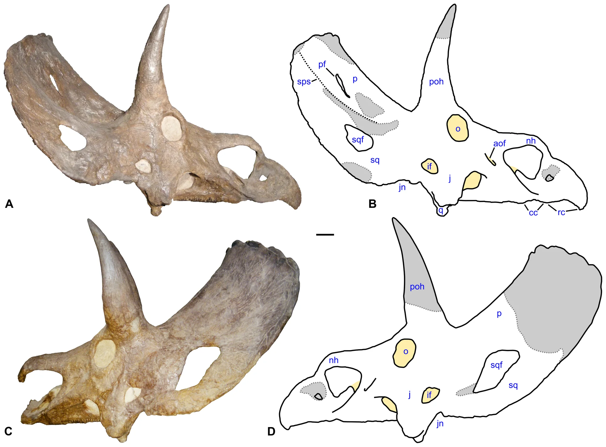 Figure 1. Skull of Nedoceratops hatcheri , USNM 2412.