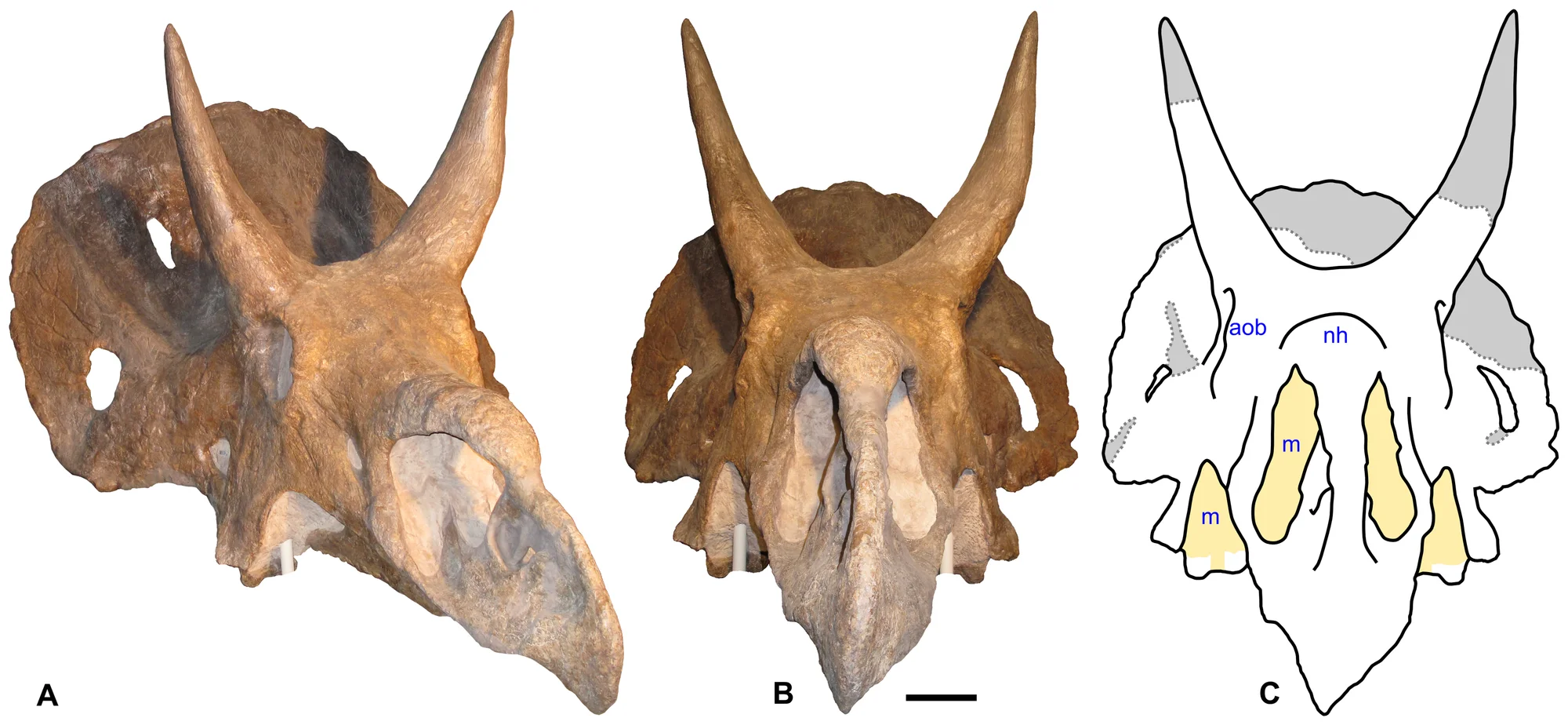 Figure 2. Skull of Nedoceratops hatcheri , USNM 2412.