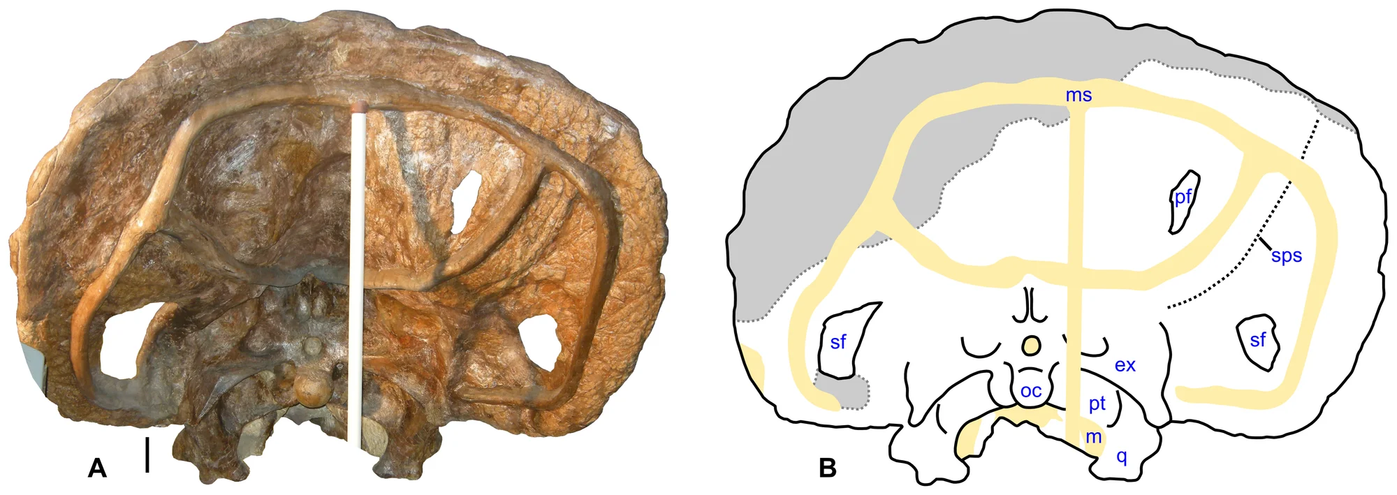 Figure 3. Skull of Nedoceratops hatcheri , USNM 2412.