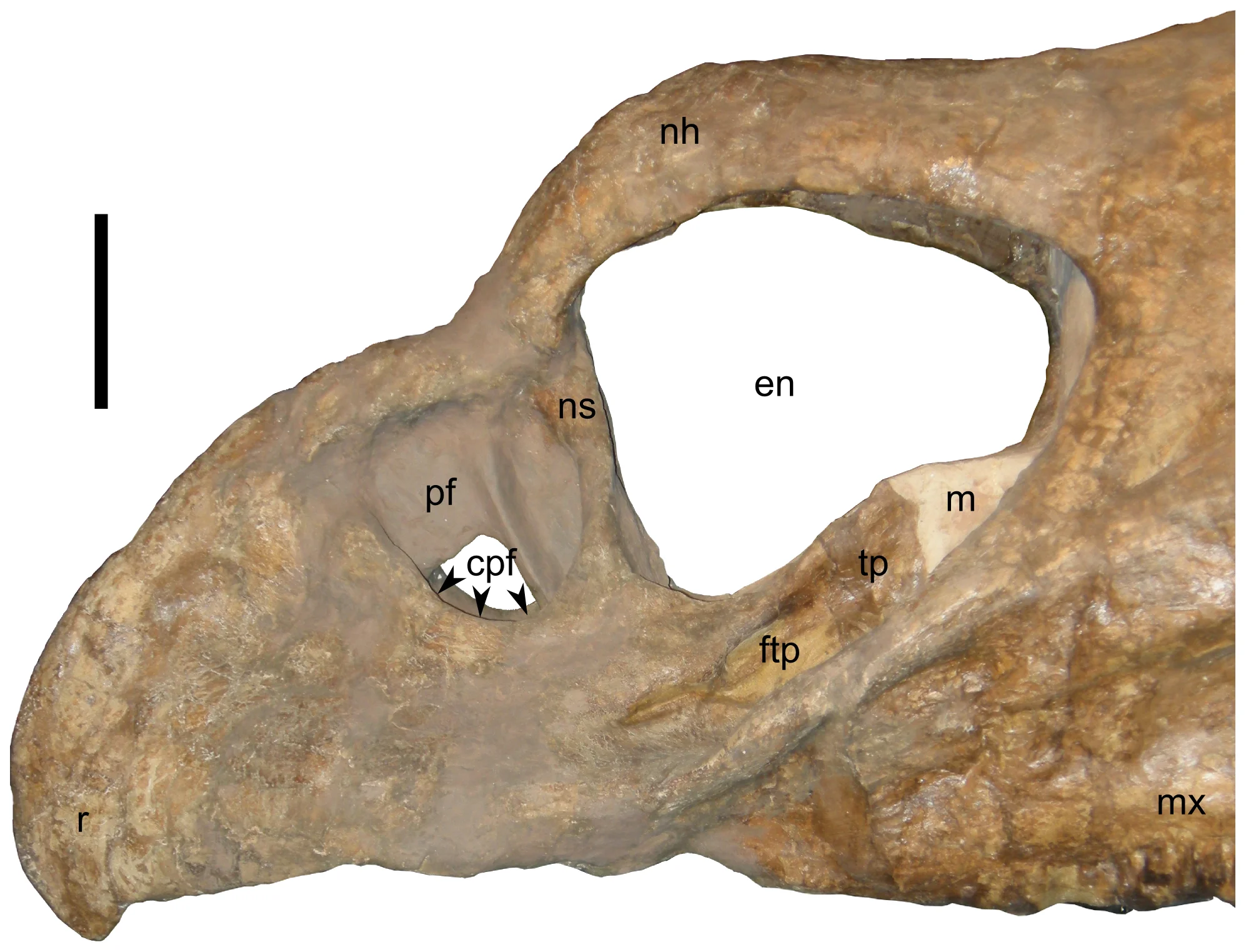 Figure 4. Close-up of rostral end of skull of Nedoceratops hatcheri , USNM 2412, in left lateral view.