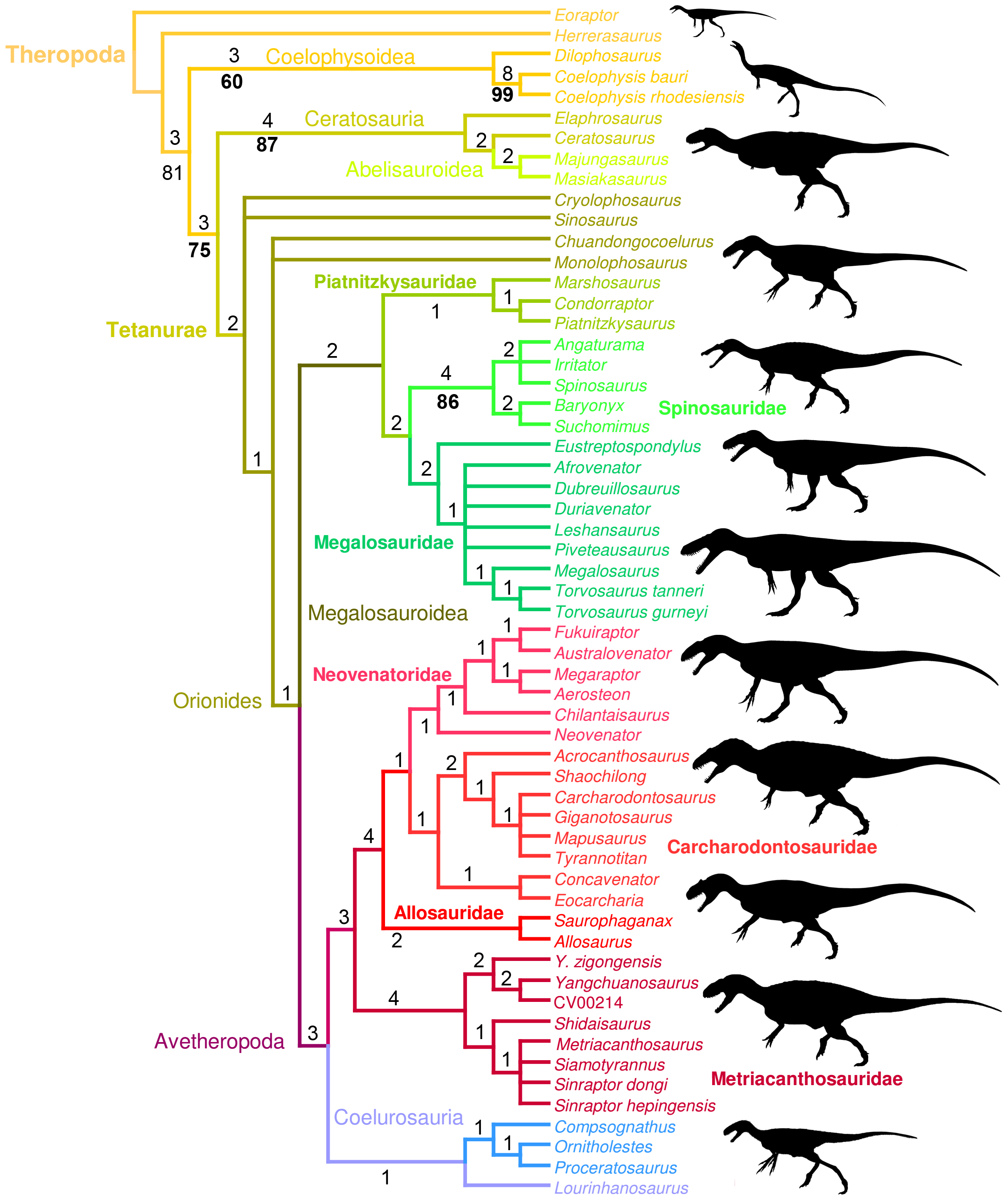 Figura 9 de Hendrickx e Mateus (2014, PLOS ONE): cladograma de consenso estrito de 71 árvores mais parcimoniosas, posicionando Torvosaurus tanneri e T. gurneyi em Megalosauridae após a poda de táxons wildcard.