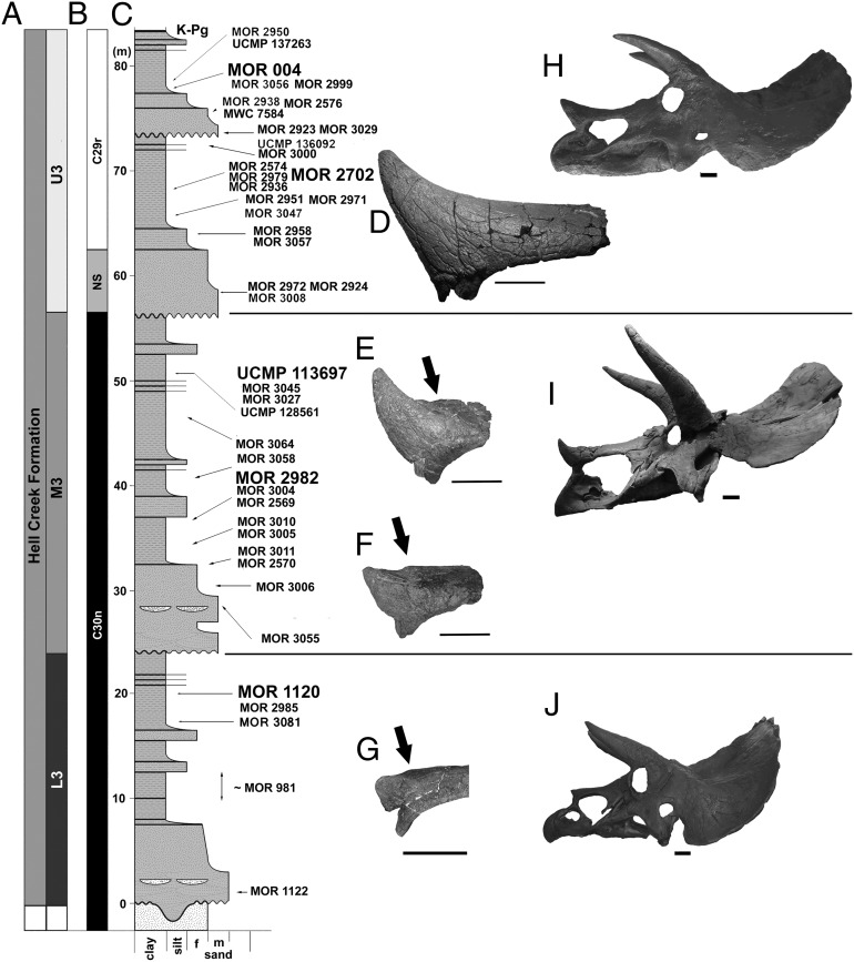 Stratigraphic placement of HCF Triceratops reveals trends in cranial morphology including elongation of the epinasal and change in morphology of the rostrum. ( A ) HCF stratigraphic units. ( B ) Magnetostratigraphic correlation ( 45 , 46 ). NS, no signal, so precise position of C29R-C30n boundary is unknown. ( C ) Stratigraphic positions of Triceratops specimens within a generalized section. Specimens plotted by stratigraphic position, not by facies. Relative position of specimens from different
