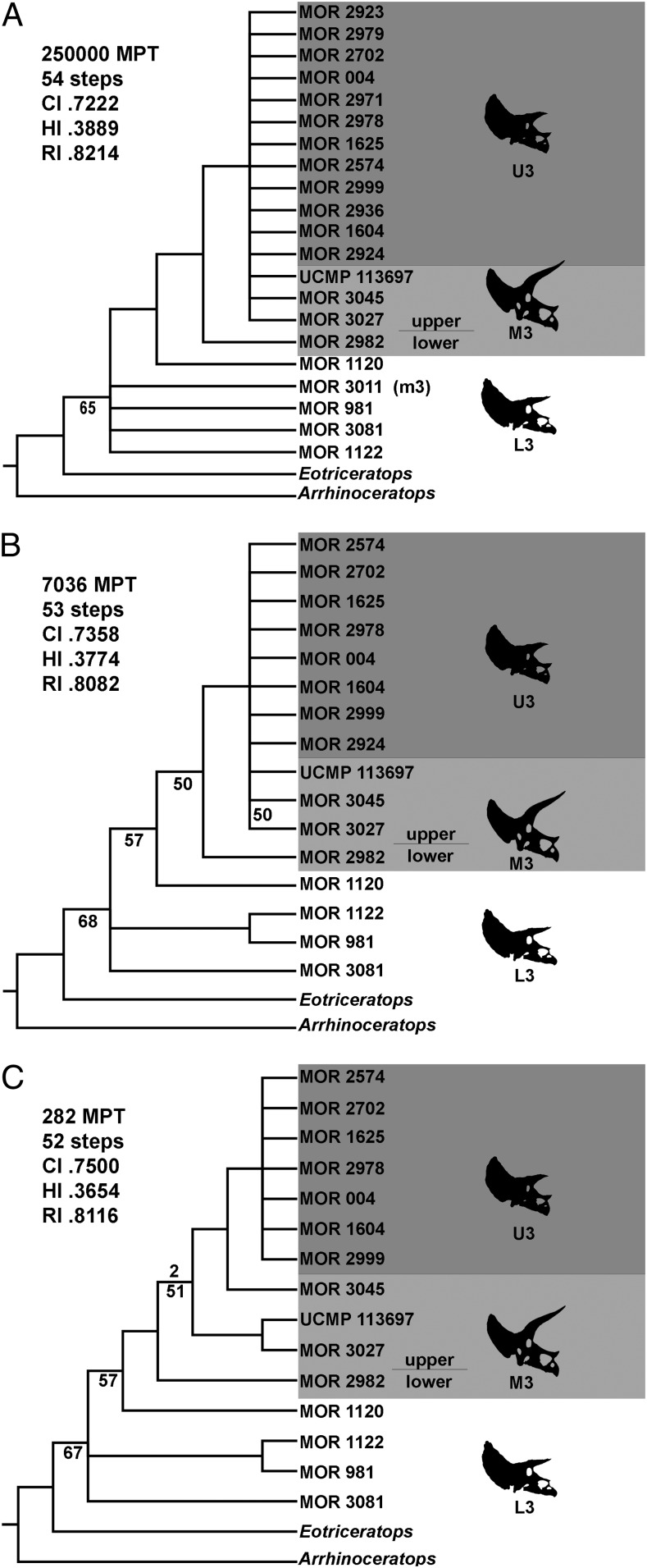 Results of cladistic analysis of HCF Triceratops . ( A ) Strict consensus tree produced by analysis of HCF specimens using a heuristic search and multistate coding once the most fragmentary specimens were removed (See SI Text and Fig. S5 for additional results). Bootstrap support values below nodes. Bremer support values greater than 1 above nodes. Torosaurus specimens are recovered as basal to a stratigraphic succession of specimens. MOR 3011 does not preserve characters of the parietal-squamos