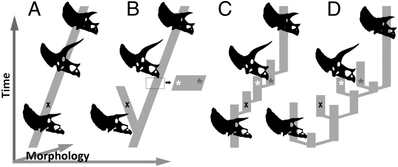 Potential patterns of HCF Triceratops evolution. ( A ) Anagenesis, or transformation of a lineage over time. ( B ) Bifurcation of an anagenetic lineage in which the ancestor becomes pseudoextinct through evolution (sensu ref. 38 ). Wagner and Erwin ( 38 ) distinguish bifurcation from “true” cladogenesis, which includes no anagenetic component. ( C and D ) True cladogenesis implies the coexistence of ancestral and descendant clades for at least a short period. The presented modes represent points