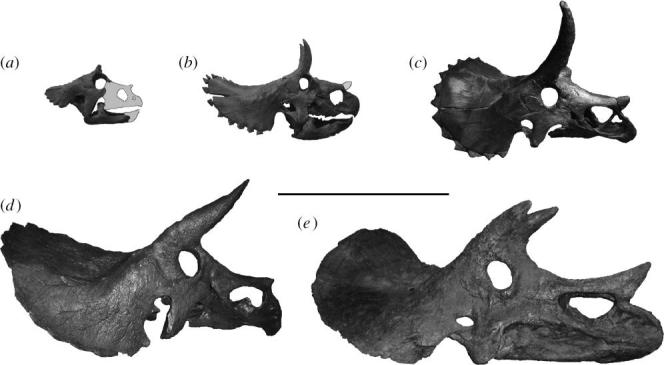 Five examples of the four cranial ontogenetic growth stages in Triceratops skulls in right lateral view. Skull length is given in parentheses. ( a ) UCMP 154452, baby skull (38 cm); ( b ) MOR 1199, small juvenile skull (87 cm); ( c ) MOR 1110, large juvenile skull (135 cm); ( d ) MOR 1120, subadult skull (165 cm); and ( e ) MOR 004, adult skull (208 cm). Reconstructed area of ( a ) UCMP 154452 and the epinasal in ( b ) MOR 1199 are drawn in white. Scale bar,1 m.