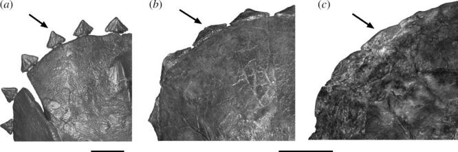 Anteroposterior view of three Triceratops parietal–squamosal frills showing the ontogenetic shape change of the epoccipitals. ( a ) MOR 1199, small juvenile; ( b ) MOR 1120, subadult and ( c ) MOR 004, adult skull. The arrow points to the epoccipital in each skull. Scale bar, 8 cm for ( a ) and 20 cm for ( b ) and ( c ).