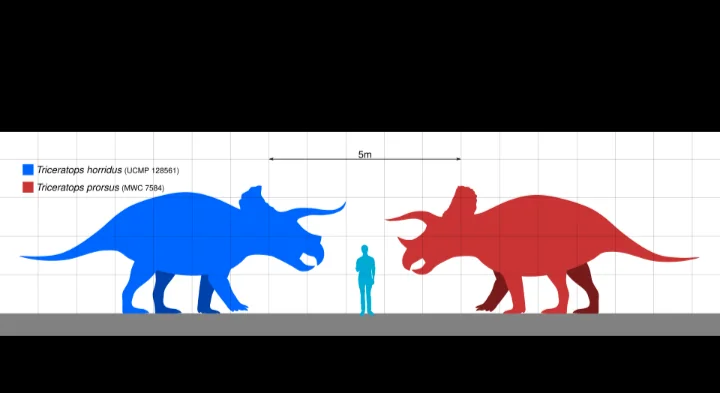 Comparação de tamanho entre Triceratops e ser humano — com até 9 metros de comprimento e peso estimado de 6 a 12 toneladas, era um dos maiores herbívoros do Cretáceo Superior.