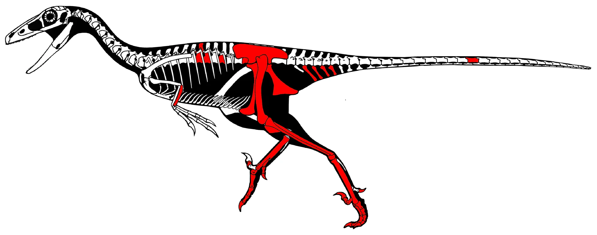 Figure 1. Skeletal reconstruction of Talos sampsoni (UMNH VP 19479).