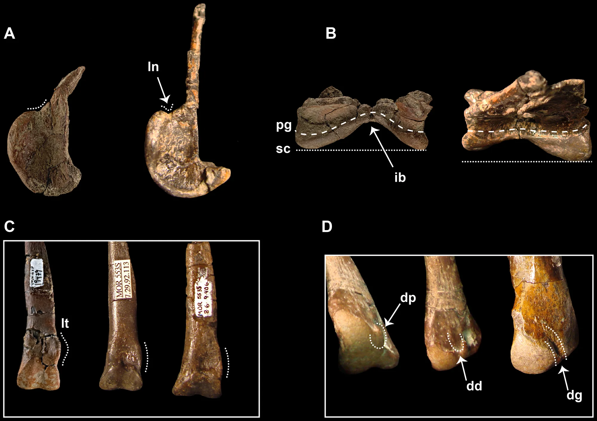Figure 3. Skeletal elements of Talos and Troodon illustrating select diagnostic characters of Talos sampsoni (UMNH VP 19479).