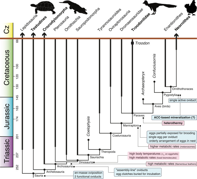 Cladogram representing the phylogenetic relationship of the organisms analyzed in this study. The phylogenetic relations between taxa are based on Tanaka et al. ( 12 ), Xu et al. ( 13 ), Zelenitsky et al. ( 14 ), Lyson and Bever ( 15 ), Zelenitsky and Therrien ( 16 ), Yang et al. ( 17 ). The thicker lines represent direct fossil evidences, while the thinner lines are indirectly reconstructed temporal distributions. occurrence of reproductive and metabolic traits are based on Wiemann et al. ( 18 