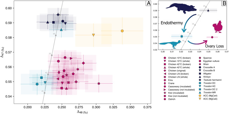 Comparison of eggshell ∆ 47 -∆ 48 data of reptiles, birds, and Troodon . ( A ) Modern reptiles, birds, and Troodon are grouped in three distinct populations in ∆ 47 -∆ 48 space. Two high Mg-calcite samples, each derived from the transformation of ACMC at 25 °C, show ∆ 47 -∆ 48 disequilibrium patterns very similar to birds. All values are reported as CDES 90, relative to the calibration of Fiebig et al. ( 39 ). ( B ) Representation of the two major evolutionary steps (endothermy and ovary loss) r
