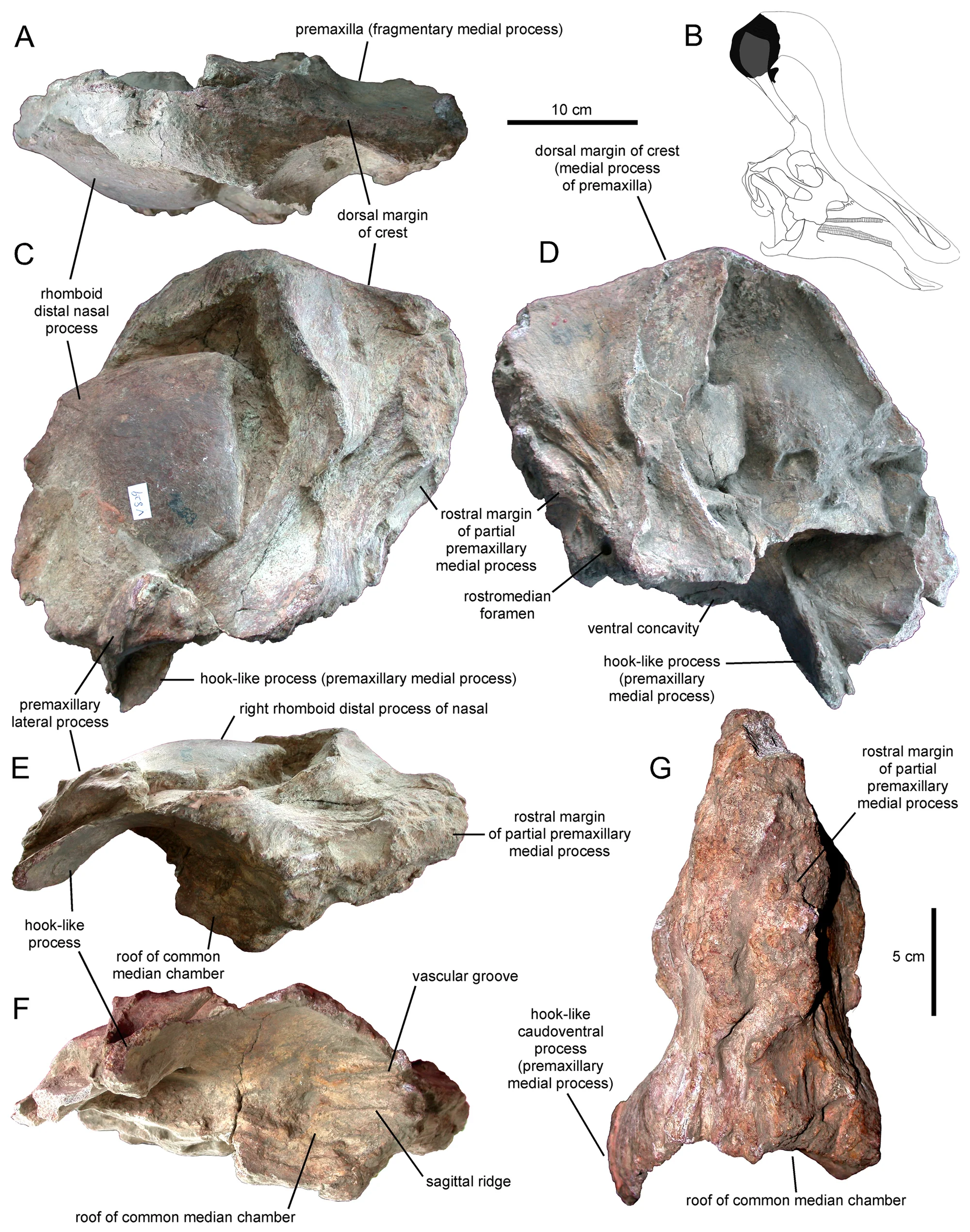 Figure 1. Partial premaxillae and partial right nasal of Tsintaosaurus spinorhinus (IVPP V829).