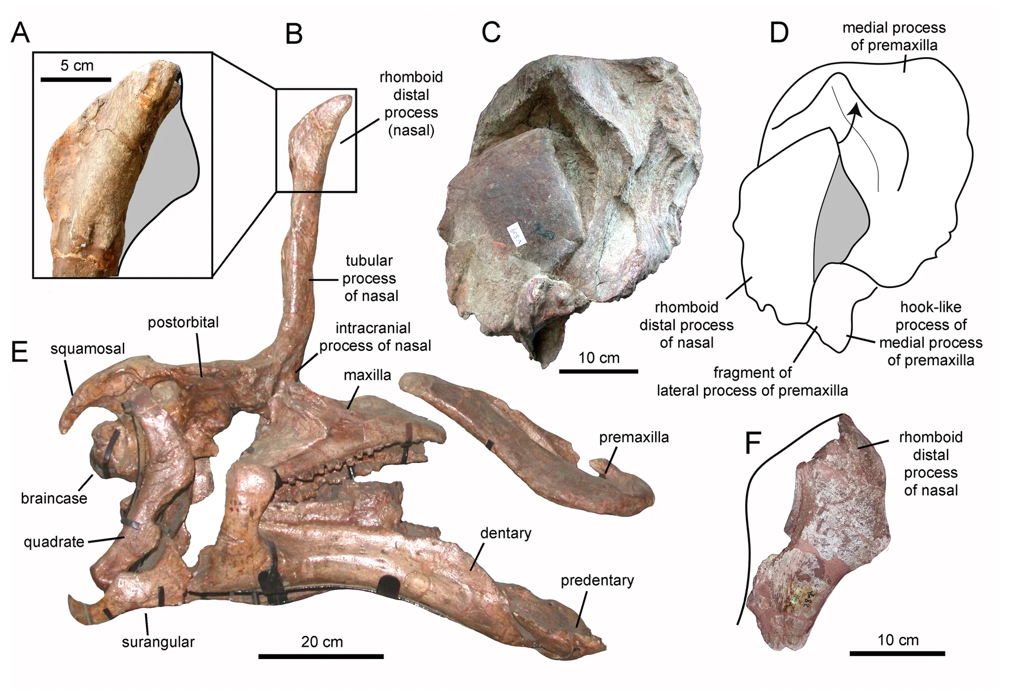 Figure 2. Rhomboid distal nasal process of the crest of Tsintaosaurus spinorhinus .
