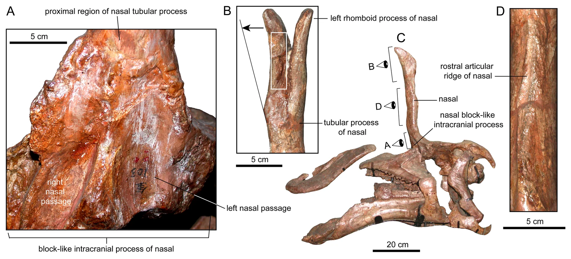 Figure 3. Nasal anatomy of Tsintaosaurus spinorhinus (IVPP V725).