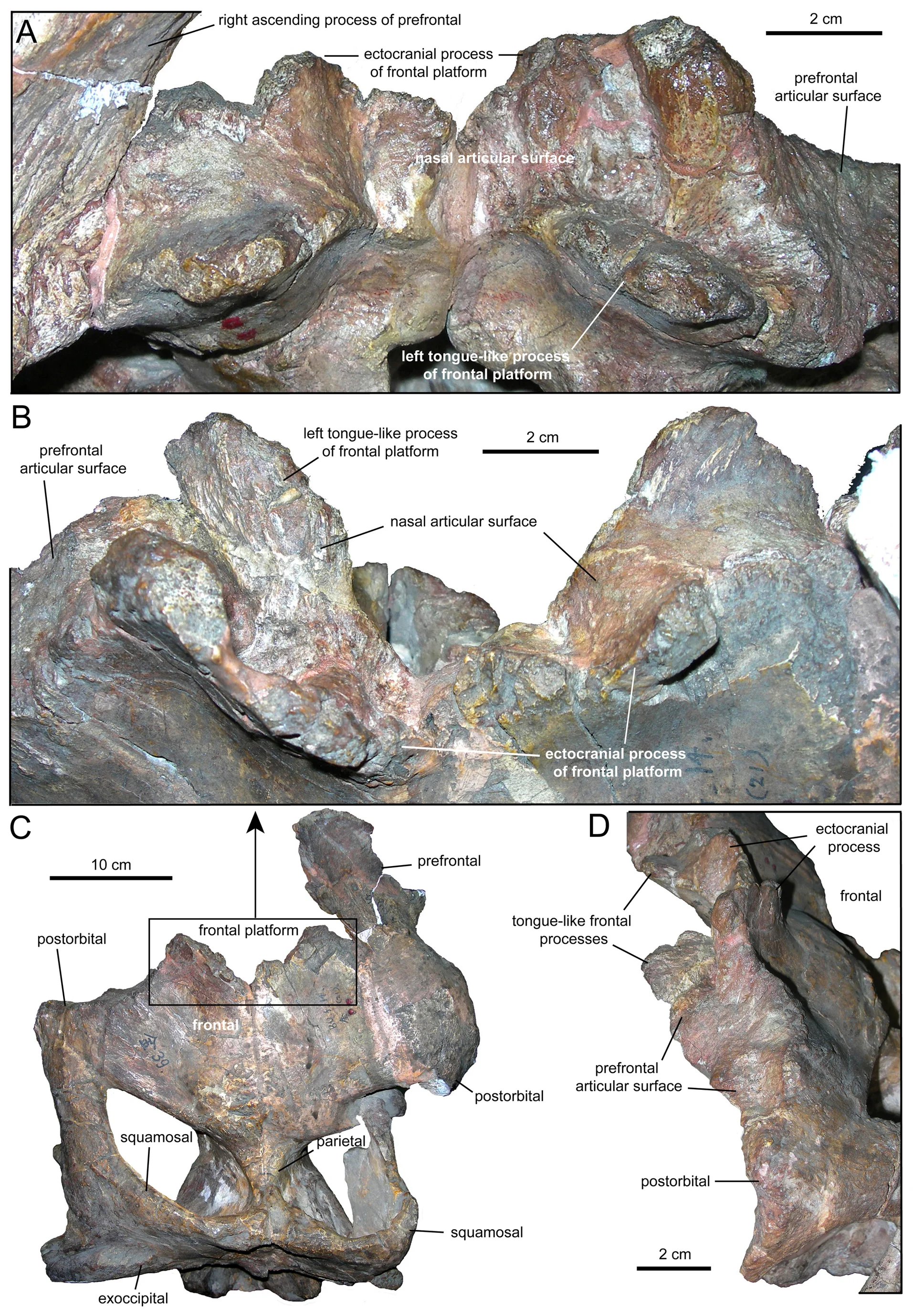 Figure 4. Nasofrontal articulation of Tsintaosaurus spinorhinus .