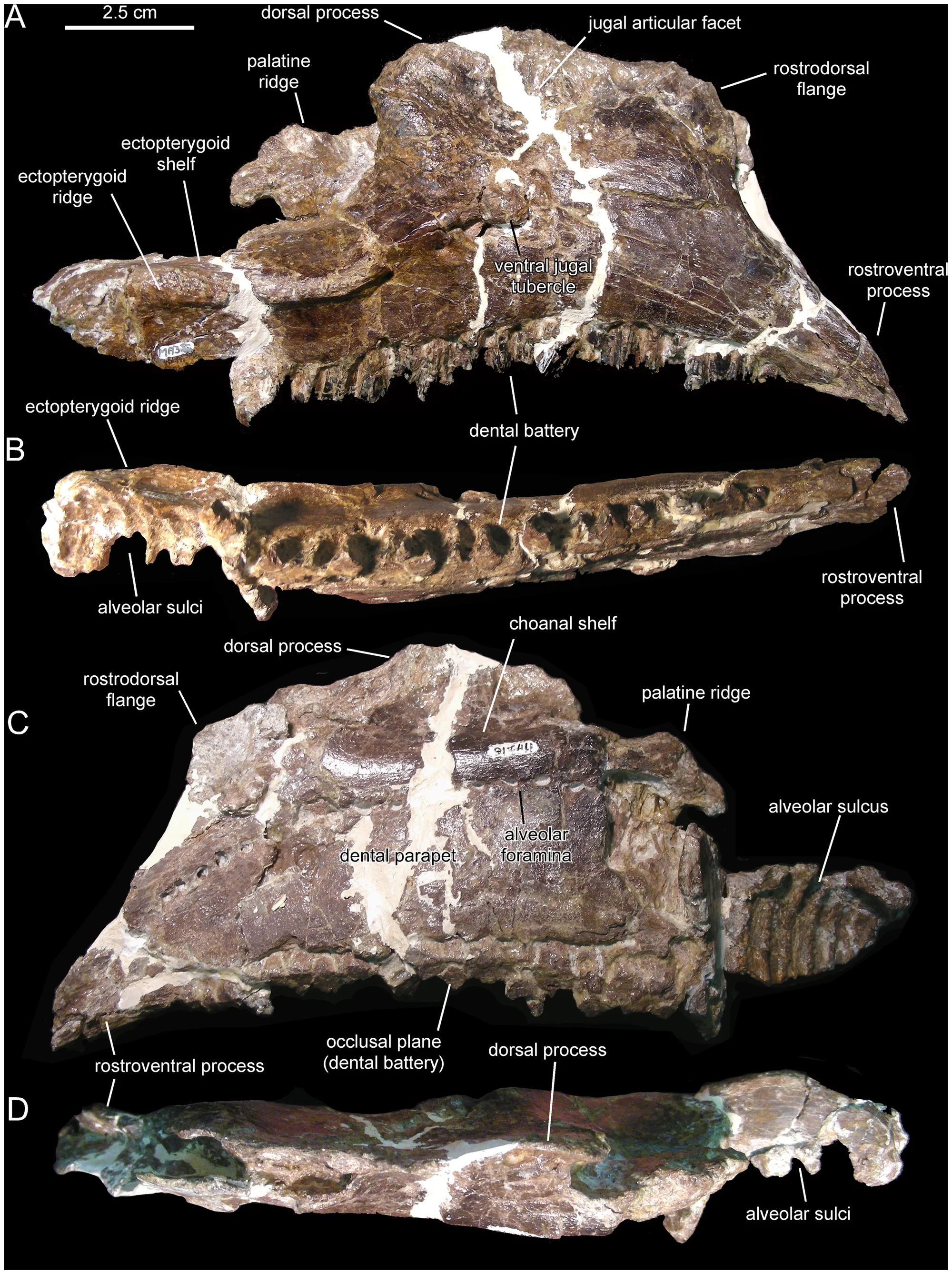 Figure 3. Canardia garonnensis , MDE-Ma3–16 (holotype), right maxilla.