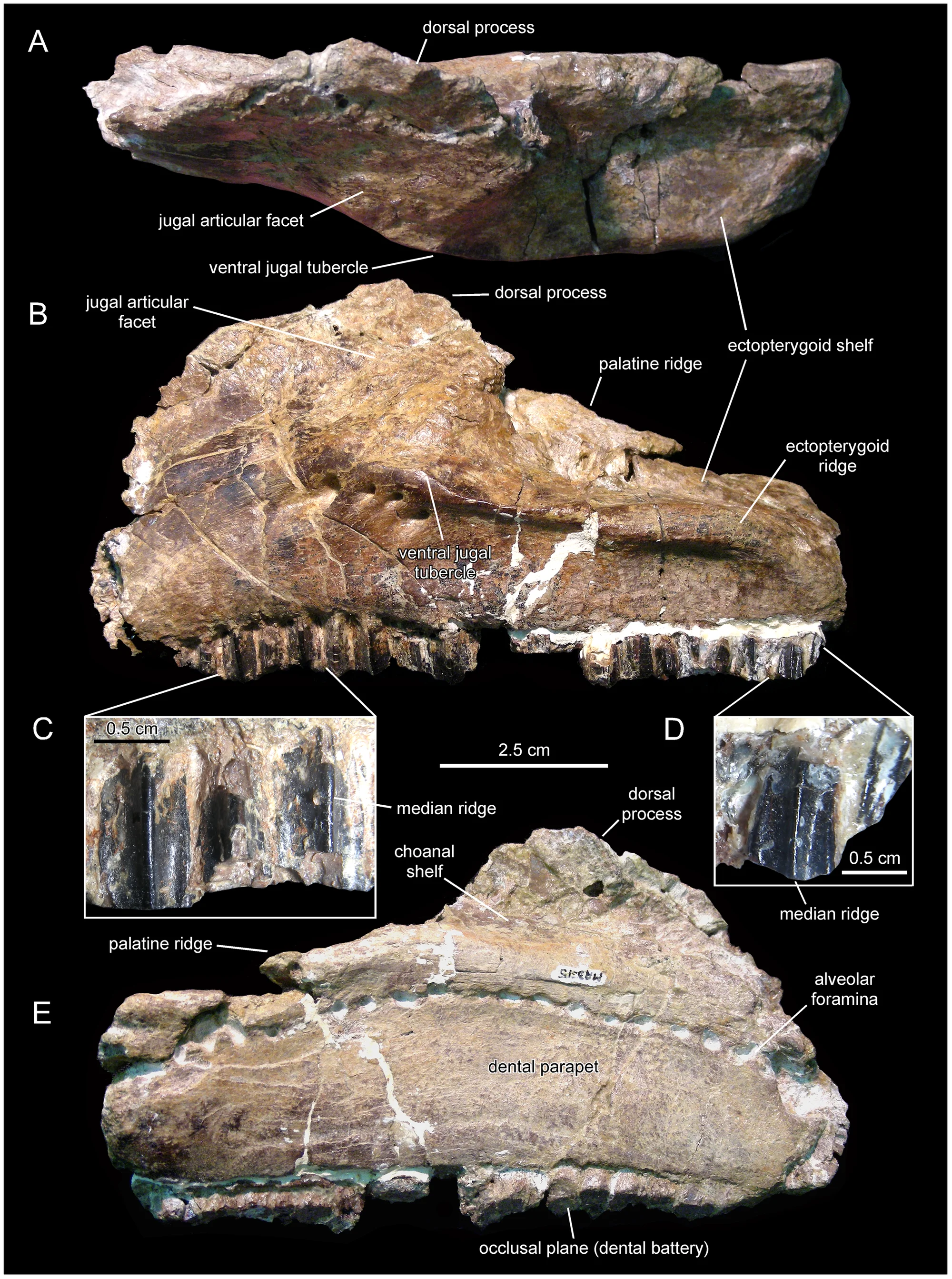 Figure 4. Canardia garonnensis , MDE-Ma3–15, left maxilla.