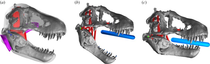 MDA model of adult T. rex . ( a ) Three-dimensional digitized skull with soft tissues reconstructed for mass and muscle properties (red, adductor mandibulae externus group; blue, adductor mandibulae posterior group; purple, pterygoideus group). ( b ) MDA model with joint centres (green circle), muscles (red cylinders), and ‘contact’ springs (blue spheres and cylinder) on the teeth in the initial simulation starting pose. ( c ) MDA model during sustained biting.