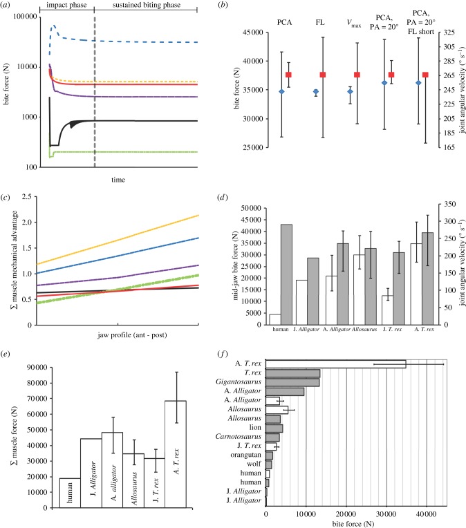 ( a ) Bite force versus time for mid-jaw positions in the MDA models, showing an initial force peak representing the bite impact, before levelling off to record the sustained bite force (time normalized across models so that initiation of biting coincides). ( b ) Range in bite performance predictions for adult T. rex about the initial model for each parameter in the sensitivity analysis. Blue diamonds, initial model force; red squares, initial model velocity. ( c ) Mechanical advantage of jaw-cl