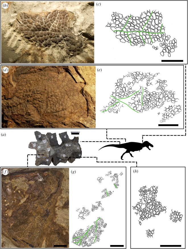 Integument of Tyrannosaurus rex (HMNS 2006.1743.01). ( a ) Proximal caudal vertebrae 6–8 in right lateral view. Integument from the neck ( b,c ), the ilium ( d,e ) and caudal vertebrae ( f–h ). Green lines indicate ‘vein and midrib' patterns. Scale in a = 10 cm; b–e = 5 mm and f–h = 10 mm. (Online version in colour.)