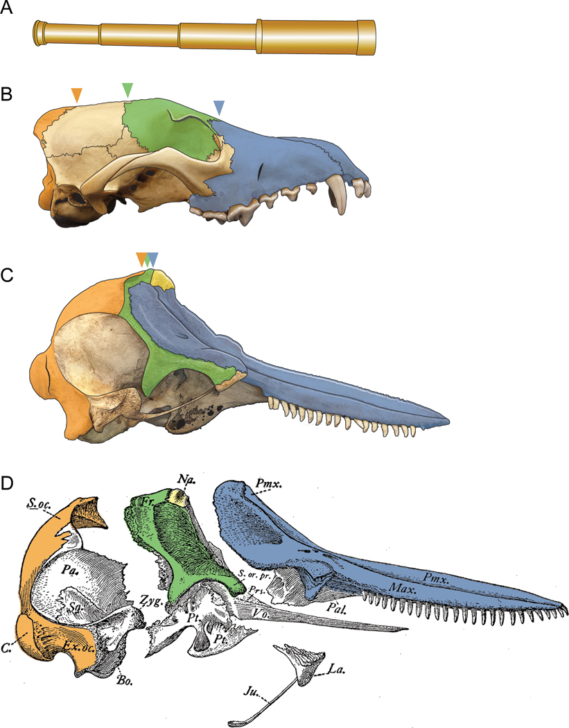 Telescoping as a metaphor for two aspects of cetacean skull morphology. (A) An old-fashioned collapsible telescope (spyglass). Collapsing the telescope decreases its length as the overlap of intervening elements increases. (B) A mammal skull that adheres to the conserved structure and pattern of articulation observed in most mammals ( Canis familiaris , NCSM 17631). Arrows highlight the distances between the sutural boundaries delineating the maxilla, frontal, and interparietal + occipital. (C) 