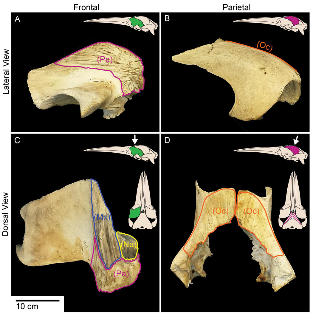 Examples of articular surfaces that underlie extensive bone overlap in a disarticulated fetal balaenopterid mysticete (LACM 84179). (A) Left frontal, lateral view. (B) Left parietal, lateral view. (C) Left frontal, dorsal view. (D) Left and right parietals, dorsal view. Articular surfaces that underlie extensive overlap are outlined, and the bone articulating with that surface is noted in parentheses. Skull diagrams in the upper right corners indicate the photographed bone with color. White arro