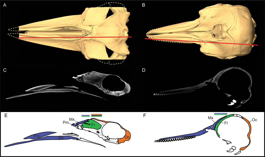 CT scans show extensive bone overlap of an immature minke whale ( Balaenoptera acutorostrata , a mysticete; USNM 571236) (left) and of a juvenile dolphin ( T. truncatus , an odontocete; WAM 704) (right). ( A, B ) 3D surface reconstructions in dorsal view; red line indicates the plane of the parasagittal slice in C and D. ( C, D ) Parasagittal CT slices showing broad maxilla-frontal overlap. ( E, F ) Color-coded diagrams drawn from CT slices. Regions of extensive overlap are indicated with corres