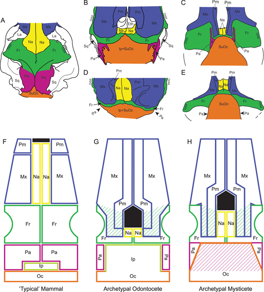 ( A–E ) Illustrations of skull vertices in dorsal view for select taxa. Note the proximity of the maxillae and premaxillae to the supraoccipital (+interparietal) in the four cetacean species (B–E) compared to the outgroup (A) ( Hippopotamus ). ( F–H ) Schematics comparing dorsal views of the skulls of (F) a “typical” mammal with the telescoped skulls of (G) an archetypal odontocete and (H) archetypal mysticete. The topological relationships illustrated are characteristic of the odontocete and my